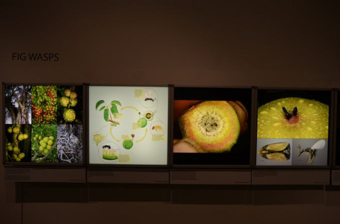 Wasp_exhibition__DSC3448
